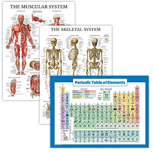 Palace Learning Lot de 3 posters – Muscle + squelette + tableau périodique des éléments pour enfants – Laminés – 45,7 x 61 cm