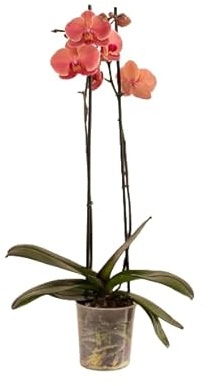 Orquídea Phalaenopsis La Planta Tropical que Adornará tu Hogar