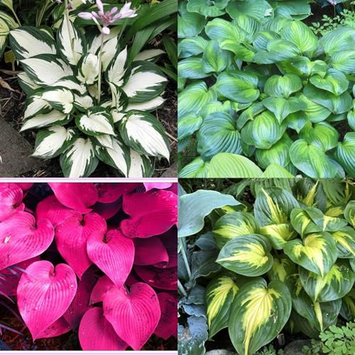 Hostas Bulbs for Planting Now UK Perennial Ornamental Perennial Good for Containers Easy Plant Natural Organic Excellent Display Plant Bulbs Greening -6Bulbs-greenB
