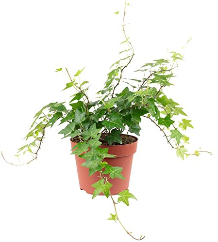 Hiedra de Interior PREMIUM Planta Natural para Decorar el Hogar