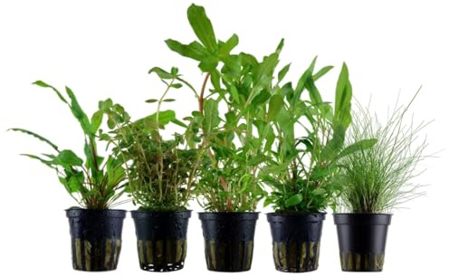 AquaOne Aquarium Pflanzen 5X Wasserpflanzen Set mit 5 Aquariumpflanzen | Einsteiger Aquarienpflanzen, Eleocharis Rotala Cryptocoryne Ammania