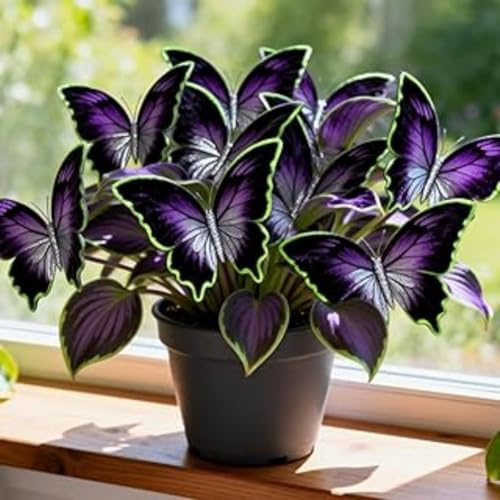 Bulbi di hosta- Rizoma di Hosta-Compatti- resistenti al freddo e alla siccità-4 unità-J