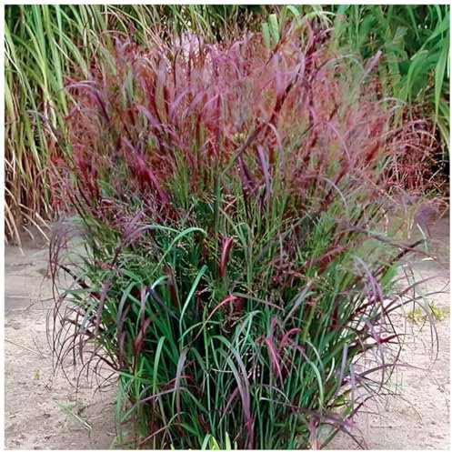 3 x Panicum virgatum 'Squaw' im 1 Liter Topf (Ziergras/Gräser/Winterhart/Mehrjährig/Staude/Stauden) Feuerrote Rutenhirse - Ziergras mit leuchtendem Farbenspiel - von Stauden Gänge