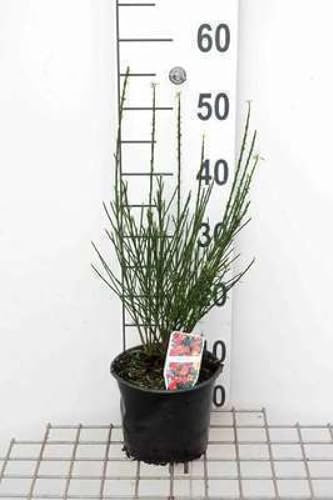 Cytisus (s) 'Lena' - Ginster 40-60 cm Container