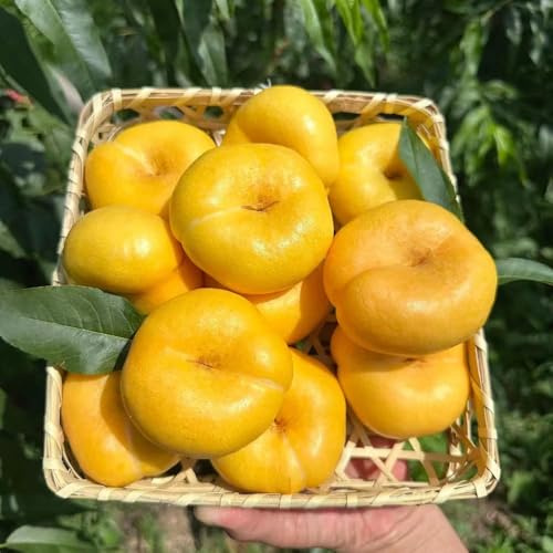 3 piezas comprar semillas de melocotonero - jardín semillas orgánicas, bonsái enanos balcon de nectarina resistente,