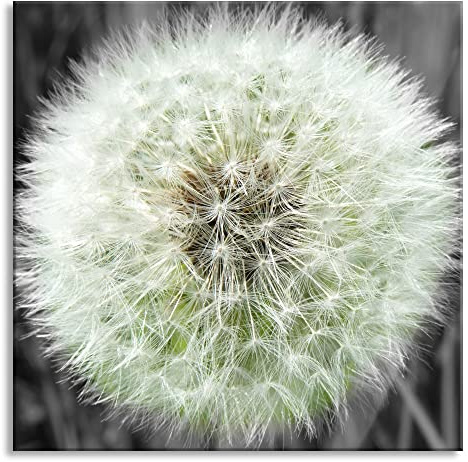 Pixxprint Glasbild, Wandbild auf Echtglas, klassische zarte Pusteblume, 40x40 cm, inkl. Aufhängung und Abstandshalter