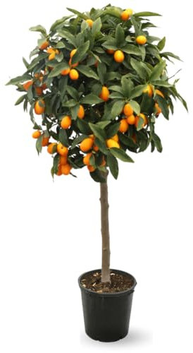 Attitude Jardin - Kumquat - fortunella margarita - agrume méditerranéen - arbre fruitier - 120-130 cm - ⌀ 24 cm
