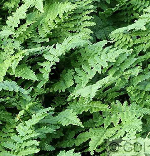 Dryopteris affinis 2L-Topf – Winterhart, Immergrün, Pflegeleicht – Krauser Wurmfarn – Schattenstaude für Garten & Beet