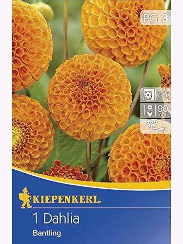 Pompon-Dahlien Bantling orange