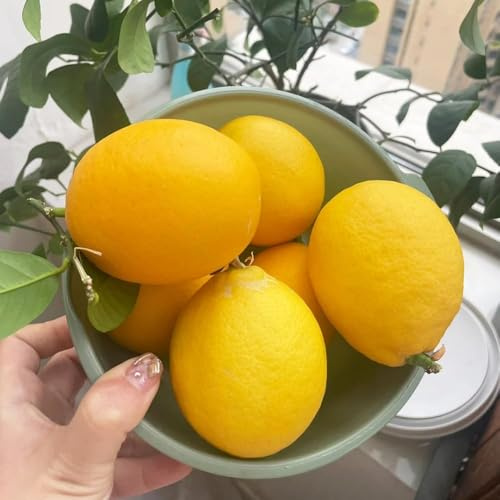 semillas de limonero semillas de lecho elevado balcón, jardín interior decoración resistentes para balcones 40pcs
