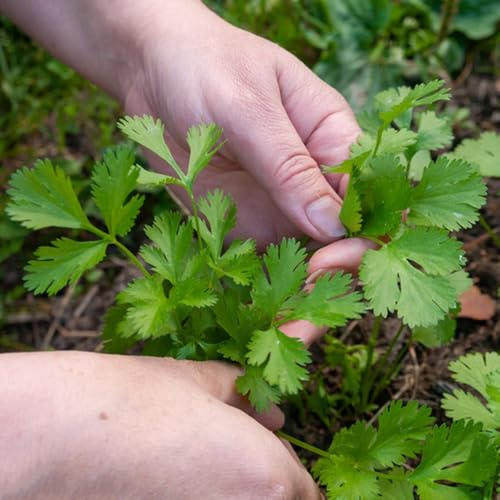 Semi di prezzemolo, Petroselinum Crispum, semi di da giardino semi di del giardino culinarie 2000pcs
