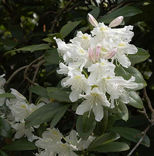 Großblumige Rhododendron Cunningham White 60-70cm - Alpenrose - lebende Gartenpflanze aus den Baumschulen