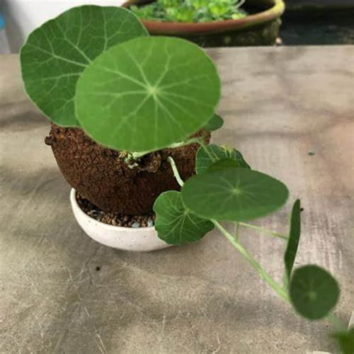 Natürlich,Chinesische Geldpflanze,UFO-Pflanze,Stephania Erecta Knolle,Winterhart zwiebeln,Peperomioides Pflanzen,Winterhart Mehrjährig,Pilea Peperomioides-2 zwiebeln-D