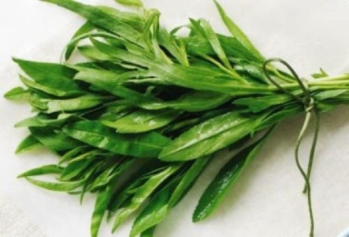 200+ dragoncello semi freschi LIBERAMENTE USA : Graines