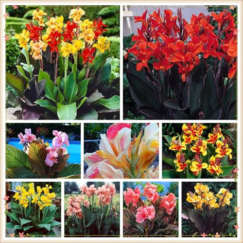 Durch ihre hohe Qualität, Seltenheit, extreme Widerstandsfähigkeit und die große Artenvielfalt eignen sie sich perfekt zur Dekoration von Innen- und Außenbereichen.-1 canna rhizome