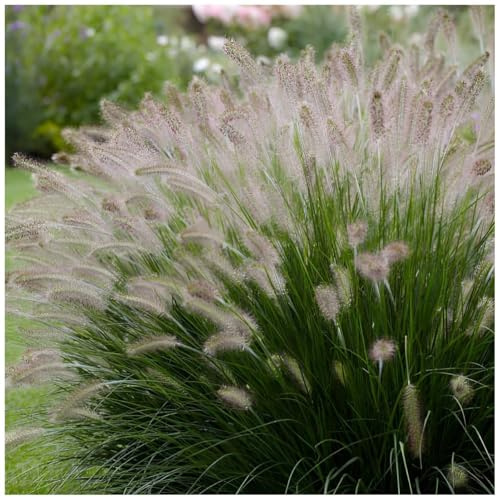 Stauden Gänge 1 x Pennisetum alopecuroides 'Foxtrot' Lampenputzergras | Hohes Ziergras für Sonne, Blüte August bis Oktober, mehrjährig, 1 L Topf (11x11 cm)