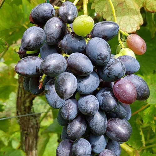 Vivai le Georgiche - Pianta vera di Uva da tavola nera Nerò Vitis vinifera 'Nerò' Uva Nerò - vaso Ø 20 cm - altezza alla vendita 180-200 cm