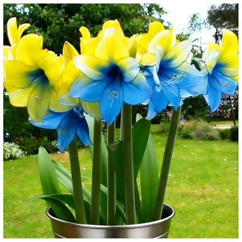 Amaryllis，Seltene nknolle，Bepflanzen von Staudengärten, Winterhart SelteneWinterhart MehrjäHrig Schönes -2 zwiebeln-g