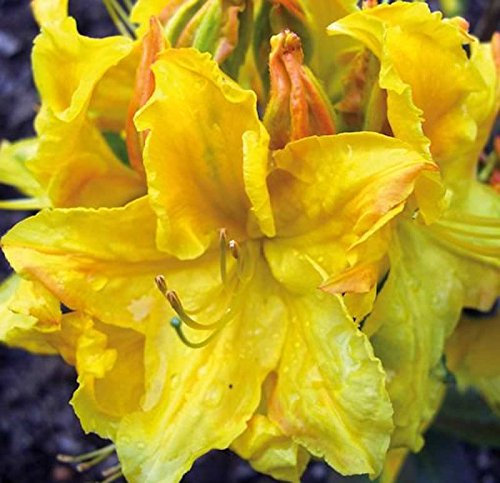 Azalee Goldstück 30-40cm - Rhododendron luteum - Alpenrose - lebende Gartenpflanze aus den Baumschulen