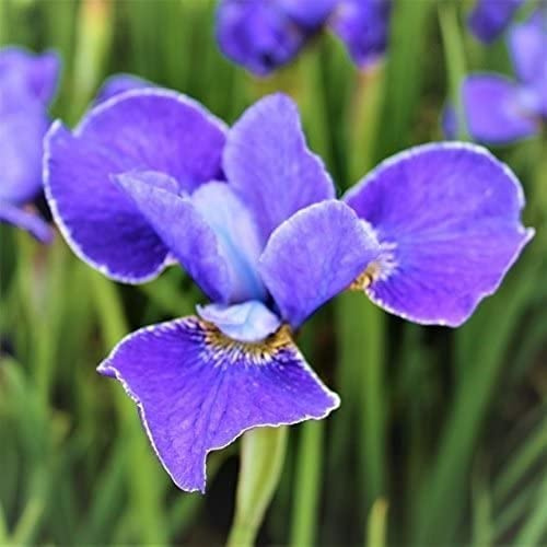 Esotici 5 Pezzi Bulbi Di Iris Fiori Perenni Viola Piantare In Fattoria All'aperto Davanzale Balcone Facile Da Curare Adatto ai Principianti Goditi La Mostra Gioia di Bouquet