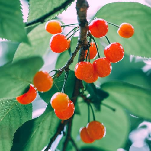 80 piezas semillas de decoración de cerezo - jardín organicas columnar resistente exóticas Las jardín son resistentes semillas