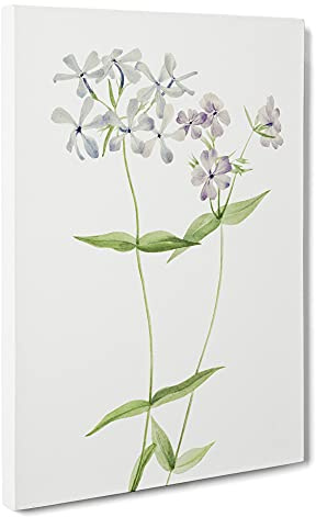 Blue Phlox By Mary Vaux Walcott Canvas Print | Gallery Wrapped 30mm Frame Wall Art | 30x20 inches | Ready to Hang | Contemporary Picture | Living Room Bedroom Lounge Office
