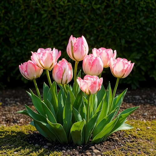 Bulbes à fleurs - Tulipe 'Double Pink' - Rose - 12 pièces - Taille du bulbe 11/12-20-50cm - Ø5cm - Plante de jardin - Multideal