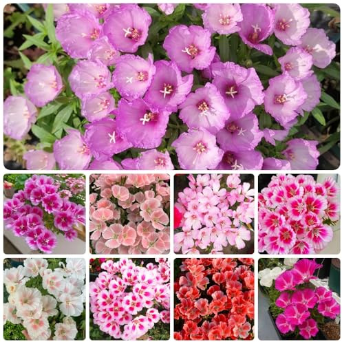 Semillas de azalea de verano, invernaderos de balcón de interior decoración de sala de estar semillas de mariposas 350pcs