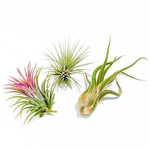 PLANDAIRE - PACK Piante d'aria - Tillandsia Ionantha Rosada, Tillandsia Ionantha Verde, T. Caput-medusae - Piante da fiore naturali - Esterni ed interni (3 pezzi) (3)