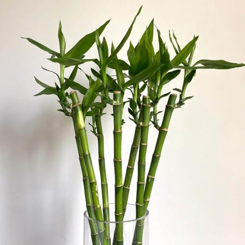 glücksbambussamen - winterharte kübelpflanzen, mehrjährig bodendecker garten hochbeet exotische 150pcs