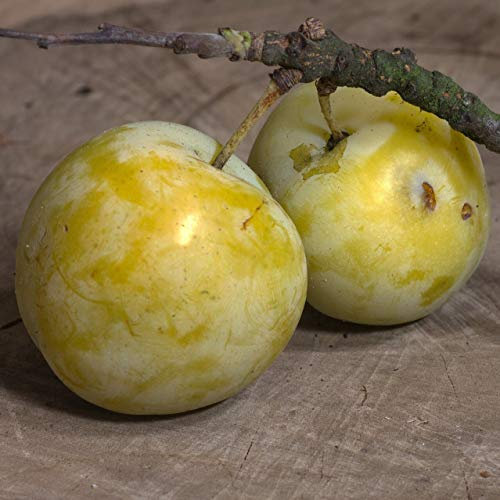 Große Grüne Reneklode Pflaumenbaum alte historische Sorte 150-170 cm 10 Liter Topf St. Julien A