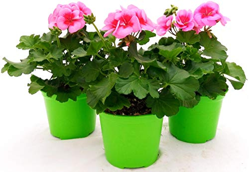 POWERS TO FLOWERS - GERANIO ZONALE HERCULES, PELARGONIUM, 3 PIANTE VASO 14, ROSA BICOLORE, piante vere