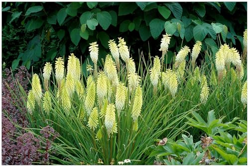 Stauden Gänge 3 x Kniphofia 'Pineapple Popsicle' Fackellilie Gelb | Fackellilie – winterharte Staude & Dauerblüher für sonnige Beete, mehrjährig, bienenfreundlich, 1 L Topf (11x11 cm)