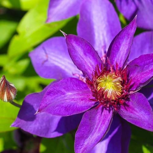 Clematite - Clematis Viticella Etoile Violette 70cm - Plante En Pot - Floraison Été - Couleur de la Fleur - Hauteur 3 à 4m