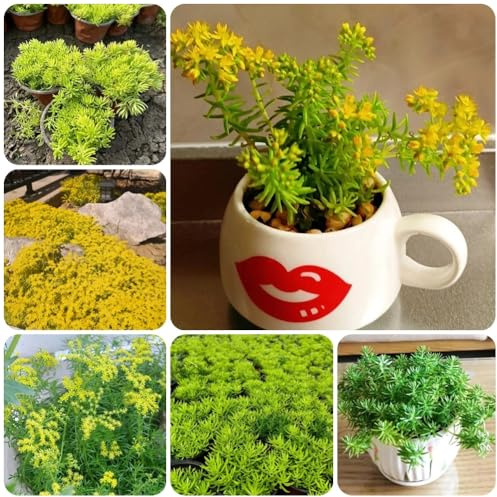 Semillas de Sedum Lineare, para lugares soleados de jardín de rocas semillas de cobertura del suelo 500pcs