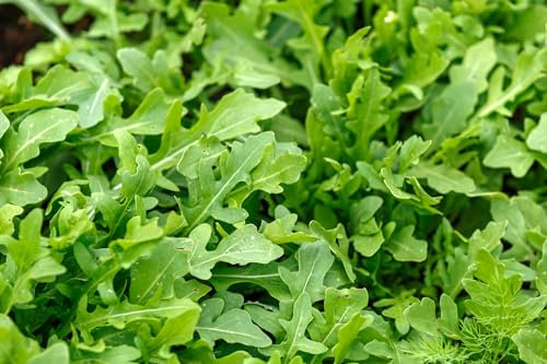 Just Seed - Organic Vegetable Seed - Salad Rocket - 500 Seeds - Economy Pack