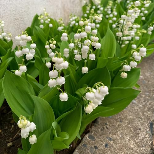 bulbos de lirio de los valles, perenne resistente, para exterior al invierno. balcón 22pcs