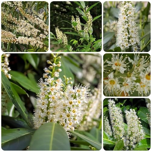 Semi di alloro ciliegio, arbusti sempreverdi resistenti Prunus laurocerasus, resistenti per il giardino resistenti 150pcs