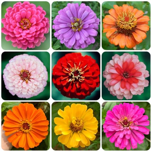 semillas de zinnia perenne - silvestres, s para lugares soleados de zinnia, para balcón, perenne 400pcs