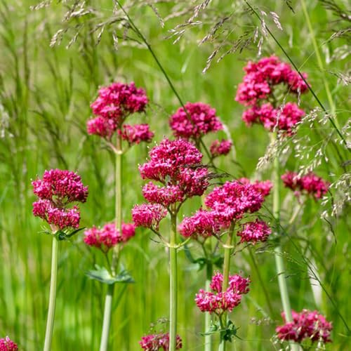 semi di valeriana in vaso, recisi, rialzata varietà biologiche tradizionali rampicanti, serra interna da balcone, tappezzanti, 100pcs