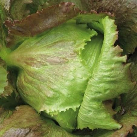 PREMIER SEEDS DIRECT - Lettuce - CRISPHEAD Iceberg - 6 Grams