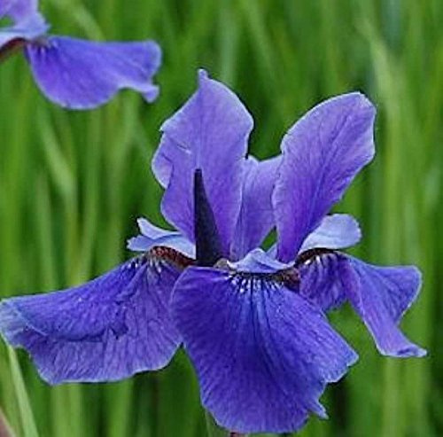 Iris sibirica 'Taubenblau' im 9cm Topf – Winterhart, Mehrjährig, Pflegeleicht – Sibirische Wieseniris – Staude für Beet & Garten
