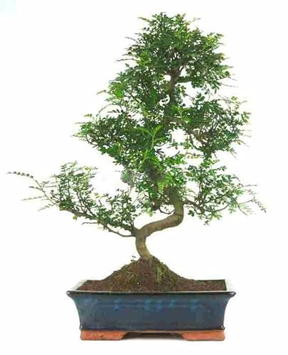 Bonsai - Falso pinimiento, 16 Años (Bonsai Sei - Zanthoxylum Piperitum)