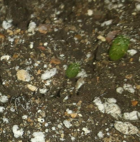 Portal Cool 2kg: Cactus y Suculentas abono para la germinación de semillas mezcla de los grandes