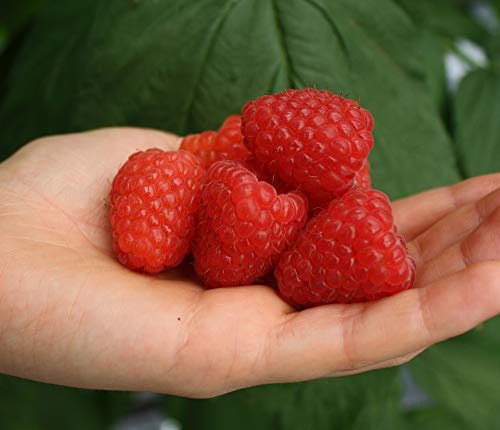 1 PIANTA DI LAMPONE ROSSO PRIMALBA VARIETA' MOLTO PRECOCE
