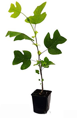 Seedeo® Tulpenbaum Liriodendron tulipifera Pflanze 2,5 Jahre alt