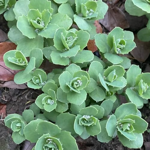 Techos verdes con sedum bancal elevado, resistentes en semillas de sedum arbustos de jardín resistentes balcón balcones en lugares 160semillas