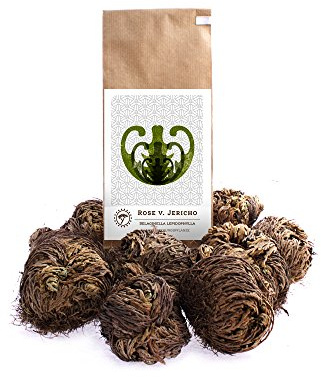YAKEBA | 10 x Rose von Jericho | Klein | Selaginella lepidophylla | SPARSET | Als einzigartige Deko Pflanzen oder als Flaschengarten/Pflanzen Terrarium Zubehör