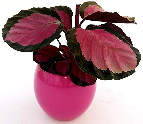 POWERS TO FLOWERS - CALATHEA ROSEOPICTA ROSY IN VASO CERAMICA FUCSIA SFERICO, MARANTA, pianta vera