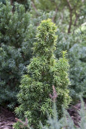 Säulen-Eibe Taxus baccata Standishii 50-60 cm winterhart immergrün | Sichtschutz, Formhecke, schnittvertraeglich, sonnig bis halbschattig, langsam wachsend, robust, dichter Wuchs